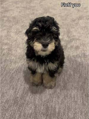 Introducing Nash 🐾♥️  #minibernedoodle #bernedoodle #doodlesoftiktok #doddlesoftiktok #puppynames #viralpuppy #puppyvideos #viraldog #imaliveimdead #zoomies #puppyzoomies 