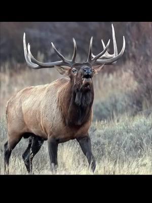 #fyp #Elk #elkhunting #bigboy #Monster #bigbull #nature #wilderness #inthewild #screamer