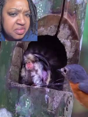 Cause baby who eating dookie for breakfast👀. Not Me!!!! #fyp #foodies #bird #dookie #meal #timetoeat #😂😂😂 #viralvideo #dafuq #nope #birdsoftiktok #birdtiktok 