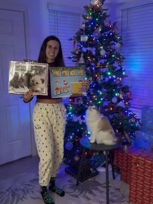 Day 4: Cat Advent Calendar (cat toys and cat socks) 😺🎄❤️💚  . . . . #adventcalendar #catadventcalendar #christmas #christmascountdown #cat #cats #alaskathecat #alaskatheragdollcat #orangecat #cattoys #ragdoll #merrycatmas 