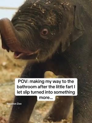 shocked just like Kirby the baby elephant 🐘💩 #kirby #elephant #babyelephant #hustonzoo #lol #funny #trend #viral #fyp #foryou #foryoupage #fypシ #silly #cuteanimals #cuteanimalsoftiktok #babyanimals #bidet #poop #bathroom #toilet #fart #farts #stomachproblems #trending #funnyvideo #tushybidet #huston #hustontexas #zoo #MLBB8TH 