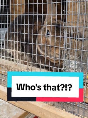 Oh! Who's that?!? 🤔 🤣#rabbits #meatrabbits #rexrabbit #livestock #babyrabbits #survival #homestead #raisingrabbits 