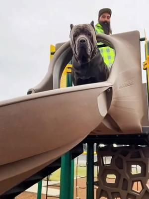 he eats #canecorso #italianmastiff #mastiff #salmoncreekcanecorso #dogs #corso #pnwdogs #bigdogs #dogsoftiktok #PetsOfTikTok #foryourpage #fyp #foryou #pnw #canecorsopuppy #puppy 