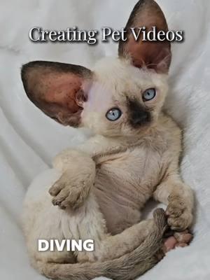 tips for creating pet videos #devonrex #cat #kitten #gato #devonrexcat #editing #create #pets #petinfluencer #yokokat 