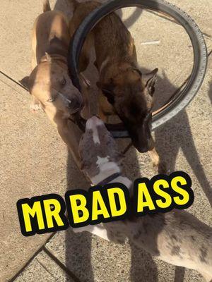 Raccz be wildn, Mr bad ass  #belgianmalinois #belgianmalinoisoftiktok #belgianmalinoispuppy #maligator #bluemerle #merle #xl #xlbully #xlbullies #bigdogs #friends #bestfriend #BestFriends #myheart #dogsoftiktok #pitbull #pitbulls #pit #pitpuppy #pitbullpuppy #pitbullsofficial #pitdad #pitbulldad #dogdad #doglover #doglove  #cutepuppy #cutepit #cutepitpuppy #dogtok #puppytraining #DogTraining #puppy #cute #Love #fyp #dog #funny #funnydog #funnyanimals #foryourpage #viral #trust #consistency #time #patience #training #bully #xlbully #explore #trending #philly #phillytiktok #jersey #ny #nyc #amazing #nice #beauty #beautiful #fur #furbaby #dogsofinstagram #dogtok #dogtiktok #dogtrainingtips #dogtrainer #dogtips  #happydog #happydogs #happydoggie #puppyschool #puppylove #puppytiktok #puppydog #puppycheck #puppylife #puppytok #puppys #puppydogeyes #girldad #boydad #fy #fypage #fypシ゚viral #fyppppppppppppppppppppppp #fypp #fyy #fyp  