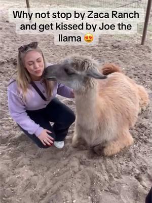 Planning a trip to Solvang? Why not make a detour to @Zaca Creek Ranch for llama kisses, alpaca cuddles, and goat snuggles? 🦙💋🐐 #zacaranch #LlamaLove #SolvangTrip #animalvibes #visitsolvang #solvang #solvangcalifornia #danishvillage #traveltiktok #travelcalifornia 