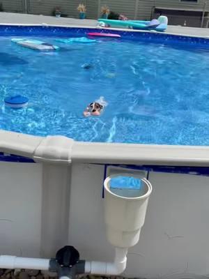 #veryproudofmyself #onelittleboy #babygirl #puddinjack #fypシ゚viral #storiesbystori #jackrussell #pool 