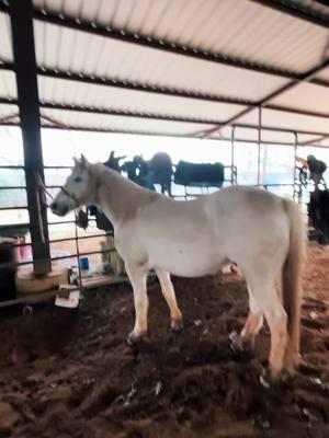 Day one: Mighty Whitey but more like Flighty Whitey #horsetraining #barrelracer #dayinthelife #trend #horses #pony #fyppppppppppppppppppppppp #mightywhitey #breakaway #nfr #barrelhorse 