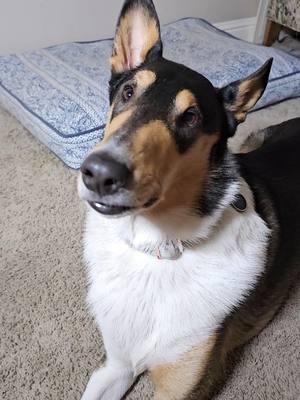 Replying to @huffleporgletsHe is so wholesome 🥹 Do you know anyone who likes silly goofy dogs? Sharing is always appreciated!! #dog #collie #smoothcollie #handsome #rarebreed #cute #facialparalysis #partialfacialparalysis #goodboy #goodvibes #cuteanimals 