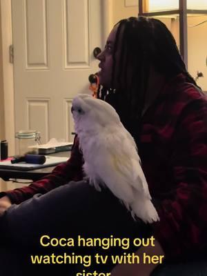 #coca #cocalaloca #cockatoo #cockatoolife #cockatoosoftiktok #parrotsoftiktok #parrot #parrotlife #pottymouthbird