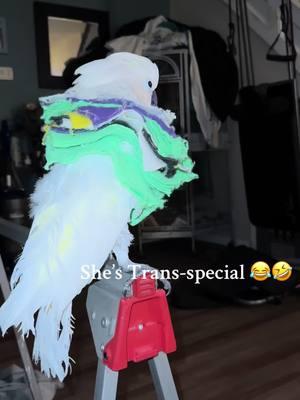 #coca #cockatoo #cockatoolife #cockatoosoftiktok #parrotsoftiktok #parrot #pottymouthbird #pets #animals #foryoupage #fyp #funnyanimals #cocalaloca #viral 