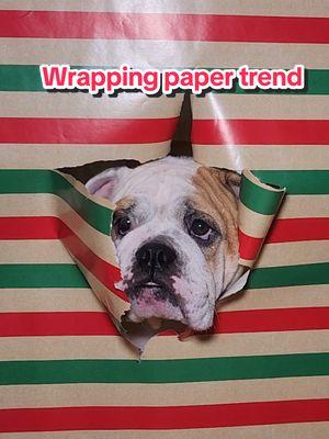 #christmas #englishbulldog #wrappingpapertrend #wallpapertrend #dogtrend #christmastrend #fyp 