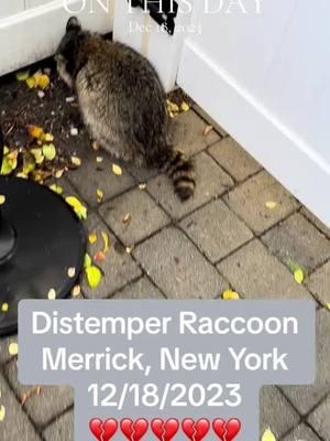 #onthisday #LIWRR https://linktr.ee/cookiekl #wildlife #wildliferescue #wildliferescuer #wildliferehab #wildliferehabilitation #wildliferehabber #everylifematters #raccoon #raccoonrescue #raccoonrescuer #sickraccoon #raccoondistemper #distemperraccoon #distemper #distemperawareness #caninedistemper #caninedistempervirus #distempervirus #distempertest #distempertesting #humaneeuthanasia #longisland #longislandny #longislandnewyork #longislandwildlife 