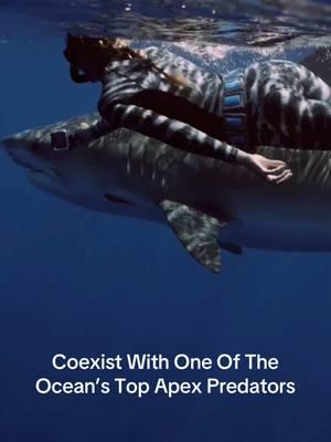 Apex Predator / NOT Monster 🙏🏽 @Ocean Ramsey Sharks @OneOceanDiving  #sharks #tigershark #oneoceandiving #apexpredator #a