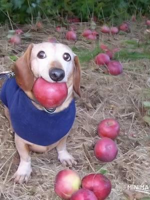 #dogwithapple #dogapple #apple #dog #appledogoriginal #dogwithappleinmouthtrend #merrychristmas #christmas 