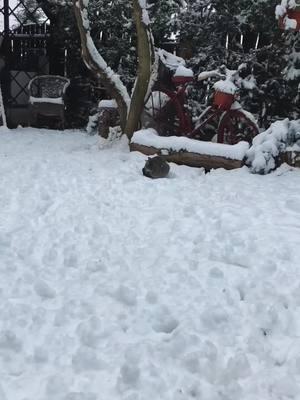 Cat in snow##cat #cats #catsmoves #tiktokcat #catsoftiktok #fyp #foryou #funnycats #funnyanimals #funnypets #funnyvideos #kitten #funnytiktok #cutecats #pet #funny#dog#horse#Seagull #raven #crow #bird #parrot #macaw#usa#usa#usa_tiktok#Cole duck#VIRAL