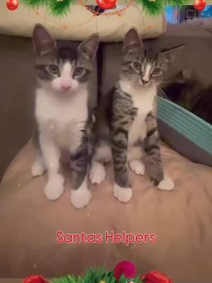 One of my favorite videos!  #kittens #kittens #kittensoftiktok2023 #cattok #cats #meow #meowmeow #catsoftiktok #cat #cats #kitty #kittylove #kittenlove #kittentok #kittenoftiktok  #kittensoftiktok2023🥰😴🐾🐾 #kittensoftiktok2024