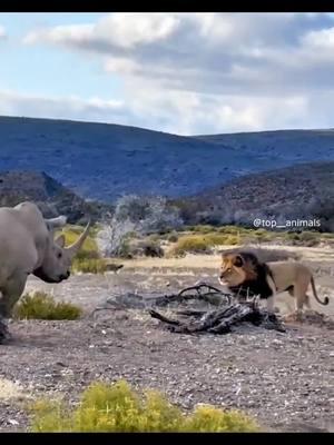 Top 7 times lions confronted rhinos and found that rhinos are not easy prey to hunt. #animals #wildlife #lion 