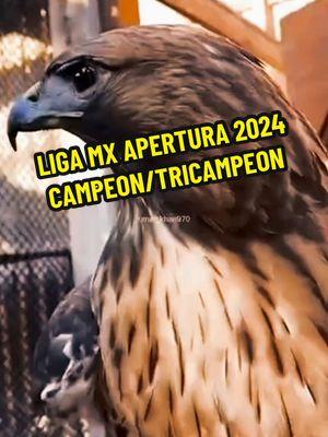 America Campeon Liga MX A-2024 #américa #americademexico #1 #16 #campeon #tricampeon #ame #🦅 #tricampeonato #tricampeon🦅 #ca  #aguilasdelamerica #1916 #cremas #azulcremashastalamuerte💙💛⚽ #azulcremas #televisa #odiamemas #emilioazcarragajean #tiktaktok77 #grandesdecorazon #apertura2023 #apertura2024 #clausura2024 #mx #lamonumental #ritualdelkaoz #fy  • • TiKTaKToK77 ® • • DM us for credit or removal of this post. All rights are reserved and belong to respective owners. •• •• #CapCut #fyp #fypage 