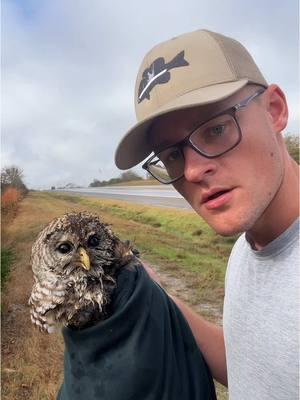 Another unexpected animal encounter. This owl was really stuck in the barbed wire. Luckily with some careful moving around I was able to free him!  Being unable to fly and with an open wound it needed some medical attention. Even with a un-broken wing it would be very prone to infection. Took this guy about an hour away to an SPCA and it’s expected to make a full recovery!  Always keep your eyes out for wildlife in need of help, most of the time they will be fine without human intervention but times like this it is much needed. This owl had to have been on that fence for at least 6-10 hours. This was mid day and it probably flew into the fence over night. Lots of people must have drove by without seeing it or thinking it was already dead. I always check and this is a perfect example why 🦉🚑 • •  • #owl #animalrescue #animal #animals #animallovers #wildlife #nature #vanlife #roadtrip