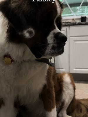 Ella samples Parsley #parsley #tastetester #qualitycontrol #blind #blinddog #blindpuppy #saintbernard #bernesemountaindog #saintbernese #sightimpaired #specialneeds #adopted #rescuedog 