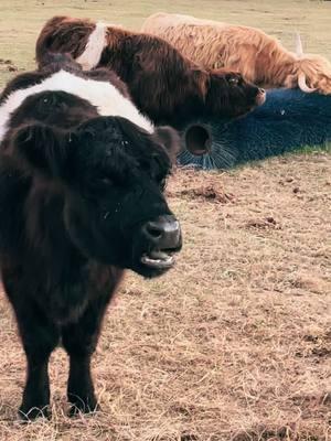 When that scratcher hits the good spot! I could watch these guys all day  long…#minimoo #minibelties #cow #cowsoftiktok #farm #farmlife #farmtok #cute #sweet #florida #Love #moring #wednesday #fyp #foryou #foryoupage #trending #tiktok #trend #bts #explore #goviral #viral #hi #bekind #lovewhatyoudo #cowsmakemehappy 