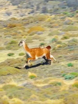 #guanaco #bigcats #wildlife #animals #foryoupage #nature 