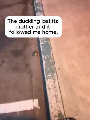 Cute duck 🥰🥰🥰🥰🥰🥰🥰🥰🥰🥰🥰🥰🥰🥰🥰#rescue #rescueanimals #animals #animalsoftiktok #duck #ducksoftiktok #fyp 