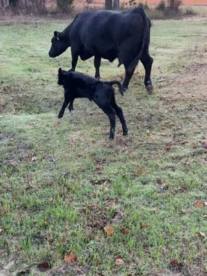 Video I took yesterday of Rita’s new very sassy baby girl. She is going to be a hot mess of a heifer #calf.  #angus #cattle #ranch #cow #calf #farmanimals #cowsoftiktok 