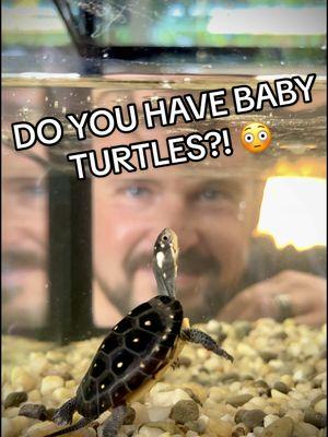 So You’ve Got BABY TURTLES? 😳 Baby turtles are without a doubt some of the cutest critters on the planet! It’s easy to get caught up in their ultimate cuteness but these little bundles of joy do have requirements that must be met in order to see them into a healthy future. Thanks to @zilla.official, their Aquatic Turtle Habitat Accessory Kit helps you get started with your little ones to ensure they have what they need from day one. #repyourself #zillapartner #reptiletok #turtletok #tortoisetok #gardenstatetortoise #otistheturtle #animalfacts #reptileeducation #turtletok #cutenessoverloaded 