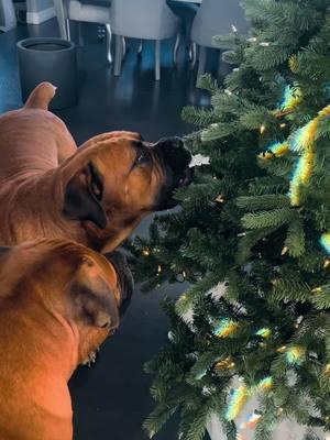 Christmas “helpers” ❤️💚 . . #favoriteholiday #favoriteseason #christmastree #christmasdecorations #dogs #dogsoftiktok #dogsofttiktok #christmasdecorating #boerboels #boerboelsoftiktok #maximusandmorpheus #dogvideos #dogreels #dogcontent #nutcraker #christmas #christmastime #doubletrouble #bigdogs #bigdoglove #doglovers #december #naughtydog #festive #sillydog #doghumor #funnydog #funnydogs #funnydogvideos #dogtok 