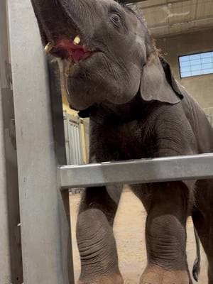 Tusk update!! Enjoy this up-close look at #EleTwins Tukada (first clip) and Yaad's (second clip) growing tusks (and Tukada’s adorable vocalization) in honor of #NationalTwinDay! Elephant twin births are incredibly rare, comprising less than 1% of elephant births worldwide. At two years old, the twins are thriving alongside the rest of their herd. Along with the twins’ recent participation in a trial vaccine against elephant endotheliotropic herpesvirus, or EEHV, they (and all of our elephants) are trained to present and open their mouths on cue. This helps us check for lesions in the mouth, a common sign of the virus! #Twins #EleTwins #TwinDay #Syracusezoo #Syracuse #CNY #BabyAnimals #CuteAnimals #BabyElephant #ElephantCalf #WeAreAZA #ConservationInAction #AsianElephant