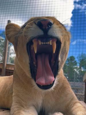 Sassy Sarabi boops! #NOTpets #lion #lions #lioness #boop #boops #toebeans #beans #boopboopboop #boopthesnoot #bigcat #bigcats #cat #cats #animal #animals #fl #florida #fyp 