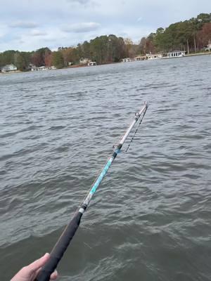 Zakk royce getting it done with his signature series big cat fever rod🔥🔥🔥 ##catchthefever##ctfnation##premiumgear##nextlevel##bigcatfever##fisherman##angler##fisherman##fishtok#OrgulheSeComigo 