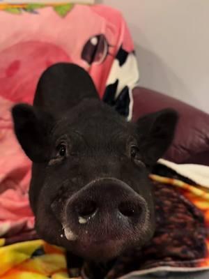 Last night's bed time snack was 👨‍🍳😙🤌 #pigtubewithchucky #pig #pigs #piggy #minipig #minipigs #minipigsoftiktok #pigtok #pigsoftiktok #petpigs #indoorpig #petpig #pet #pets #PetsOfTikTok #animal #animals #animalsoftiktok #cute #fun #asmr #asmrsounds #asmrsounds #asmrvideo #asmrtiktoks #asmrfood #fyp #foryoupage #foodies 