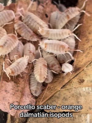 Porcellio scaber - orange dalmatian isopods  #isopod #porcellioscaber #orangedalmatian #bioactive #vivarium #pet #PetsOfTikTok #hobby #reptilekeeper #fyp 