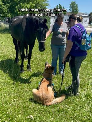 Incase i worded this weisrd…*I socialized, he sat with me being the goodest of boys* Even though this adventure did not go as planned, I am still very proud of him!  Video Discription: First clip is Auggie looking at a crowd if people across a feild. then we are sitting on a wood patio, i am giving him treats for eye contact. The next clip is him running near sime trees and recalling. Then we are outside and ge is calmly watching fireworks. The last two clips are pictures of Auggie in the grass with a large black horse. #VideoDiscription #WorkingDog #ServiceDog #MedicalAlertDog #TakeCareOfYourDog #KnowYourDogsLimits #DogTrainjngisHard #DogTrainingIsFun #TaskTrainedServiceDogs #ChronicIllnessWarrior #TrainTheDogInFrontOfYou #RespectTheVest 