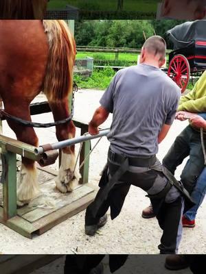 #farrier #farriersoftiktok #farrierlife #hoof #hoofcare #hoofpicking #hoofcleaning #hoofcow #horse #fyp #horsehooves #hooftrim #satisfying #asmr #viral #hooftrimingvideos #hooftriming 