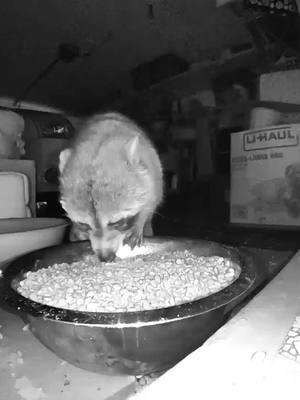 Henry visiting and i tossed a donut to him and he loved it. #christmas #racoonsoftiktok #blue #florida 