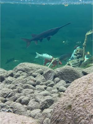 Ancient creatures and modern ecosystems! 🐟✨ Paddlefish are not just mesmerizing to watch—they’re part of a thriving, balanced pond environment. 🌿💧 These living fossils remind us of the beauty and importance of creating sustainable habitats in our own backyards. Let’s protect and celebrate the wonders of nature! #pond #ecosystem #nature #dinosaur #cool #underwater #animals #fyp #trend #crazy 