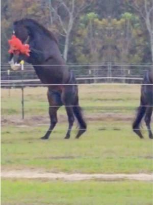 He’s definitely changed my life and i cant be more appreciative of my sweet studly boy #ombre #reysdelcielo #aqha #lonewolfranch #stallion #hearthorse #goof 