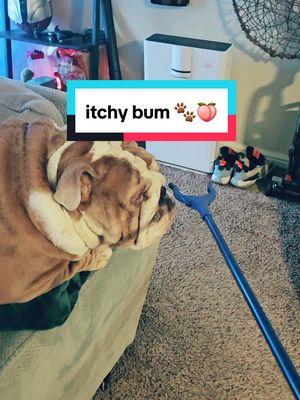 Tuxin loves butt scratches🤣🐾👀👋🍑👃🦨#trending #fypシ #foryoupage #thankful #dogsoftiktok #ruxin #baloo #dogdad #englishbulldogmoments #englishbulldog #bulldog #dogdaddiaries 