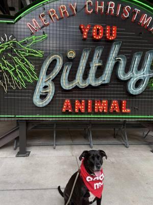 It was a pleasure spending the day with Penguin! (available for adoption @Atlanta Humane Society) #dogtok #cutedog #adoptme #hopecore #animalshelter #poncecitymarket #beltline #atl 