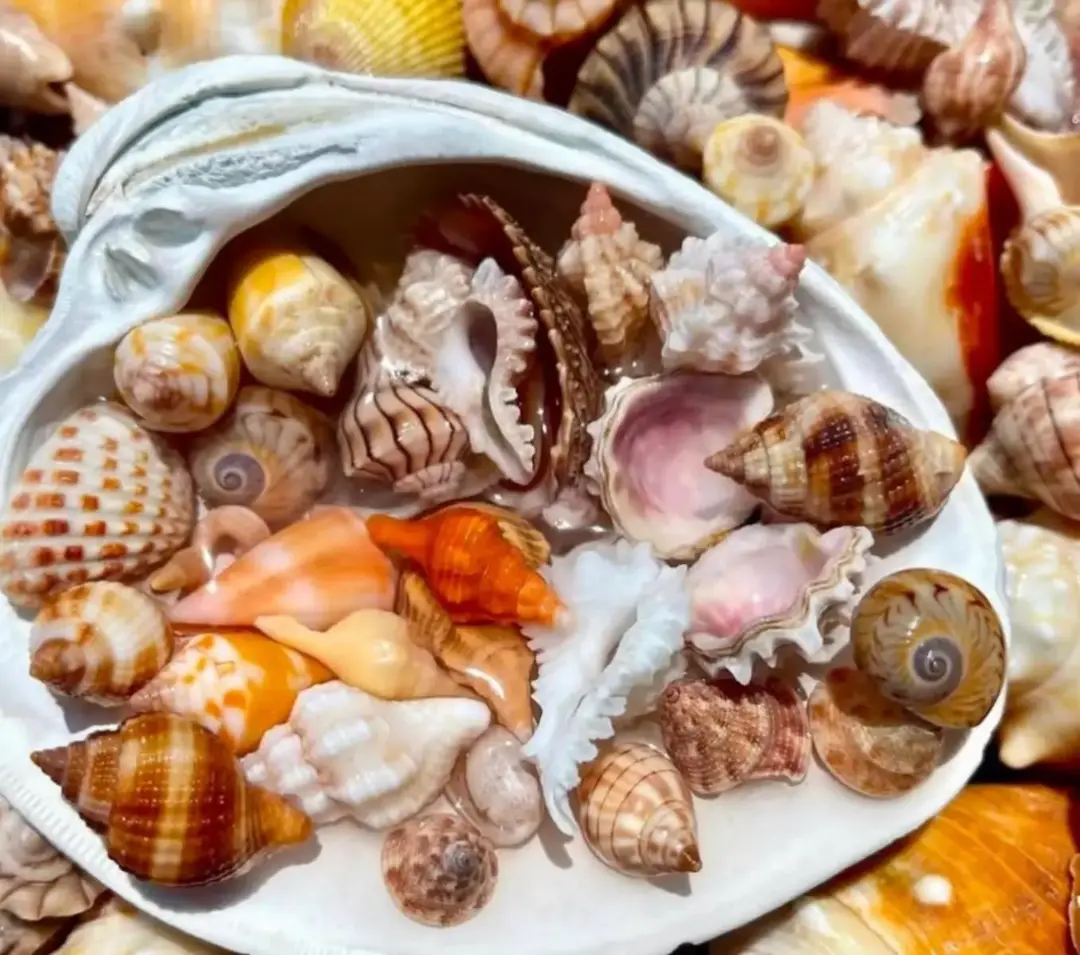 CongratSHELLations! Way to go 🙌 these are beautiful shells. Don't miss out on EPIC SHELLING Shellers. Join us on Thursday & Fridays Shared 🐚Tours !  🐚 www.treasureseekersshelltours.com 🐚 Only Collect Empty Shells  #shells #shellers #goodtimeswithgoodfriends #shells #shellmarcoisland #shellmarcoisland #shoregoods #gulfcoasttoursllc #cones  #salty #saltlife#besttours .# amazing#nature #naturelovers #mere #shellers #goodtimes #goodvibesonly #iloveflorida #gulfcoasttours #adventuretime #adventuretravel #shellkiceislandeseekersshelltour #floridavibes🌴 #gulfcoasttours #makememories @Beaches and Sunsets @Explorida @I_Survived_Kice_Island @Shore Goods @Ken @Gulf Coast Tours @🌴Carol Elizabeth🐚☀️ @10k_islands_shell_club @Iloveflorida2024 @Florida Shelling 