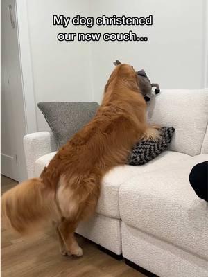 I guess Skylar is on the naughty list this year 😈 We all knew the couch actually belongs to Skylar, but now it’s official…  . . . #goldenretriever #funny #funnydog #dogsbeingdogs #naughtydog #niceornaughty #newcouch 