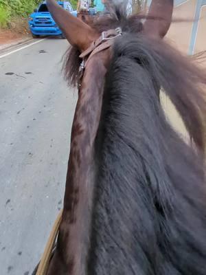 Cabalgando por Guaynabo #pasoapaso #andadura #cabalgata #caballos #PasoLargo #puertorico #guaynabo 