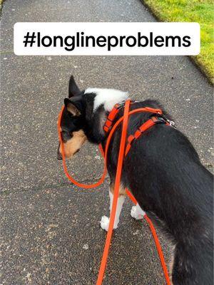 Thank GOD I was there to assist. I don’t know what he ever would have done without me. #collieandcorso #biothane #biothanedoggear #biothaneleash #waterproofdoggear #biothanelongline #smoothcollie #smoothcolliesoftiktok #collie #colliesoftiktok 