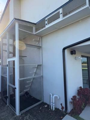 Klaus and Nova (white cat) love every inch of their new super tall 7-level catio with an elevated run to the cat door entance in the second floor master bedroom! 🙀 @wendy  #catioguy #catio #customcatio #catenclosure #catenrichment #catification #cathome #cathouse #catplayground #catlife #catinspiration #catlifestyle 