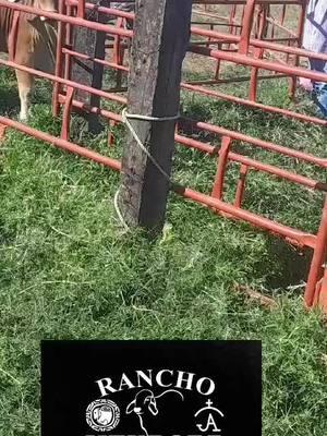 #onthisday #ranchomendoza14 #cawboy #🐮 #ventadeganado #guadalajarajalisco🇲🇽 #🧬 #enelrancho #viral_video #🐂🇺🇸🇲🇽 #brahamanrojo #elpatron #mexicobraham 