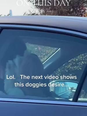 #onthisday #doggyanthem #doggiesoftiktok #letmeout #roadtrip 